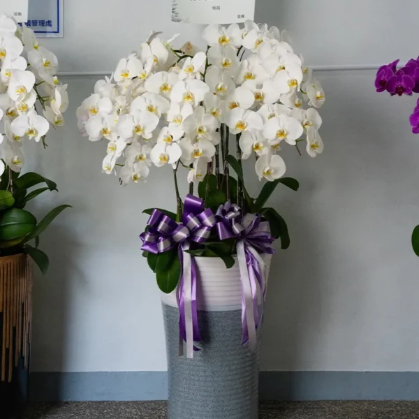 喪禮蘭花E_弘曜花藝版權所有