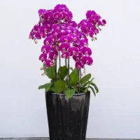 喪禮蘭花F_弘曜花藝版權所有