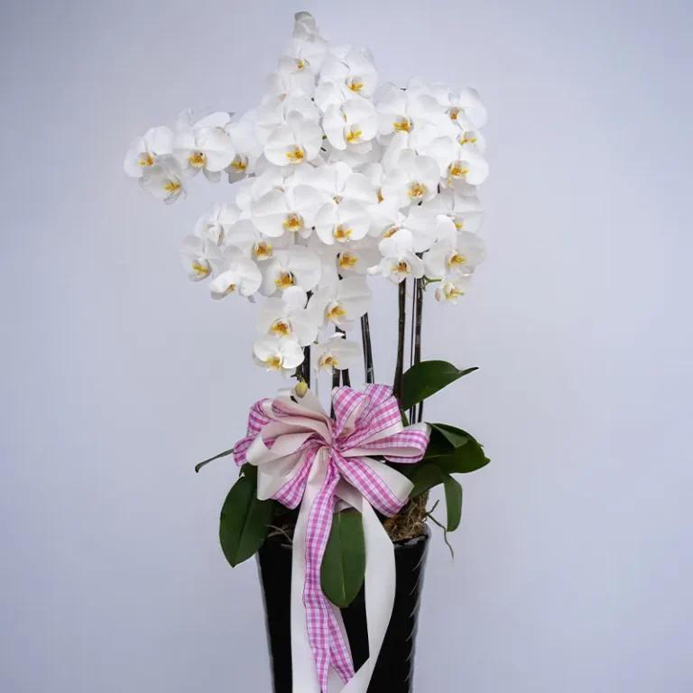 喪禮蘭花H_弘曜花藝版權所有
