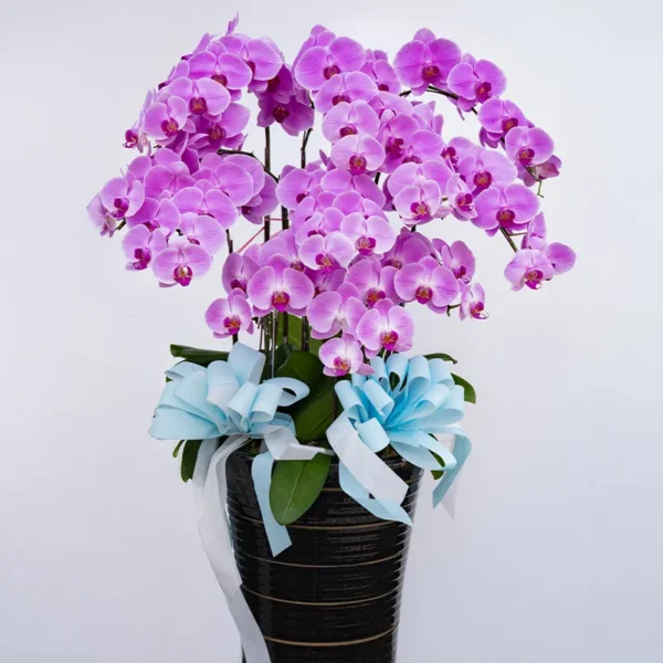 喪禮蘭花J_弘曜花藝版權所有