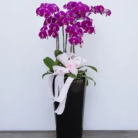 喪禮蘭花K_弘曜花藝版權所有